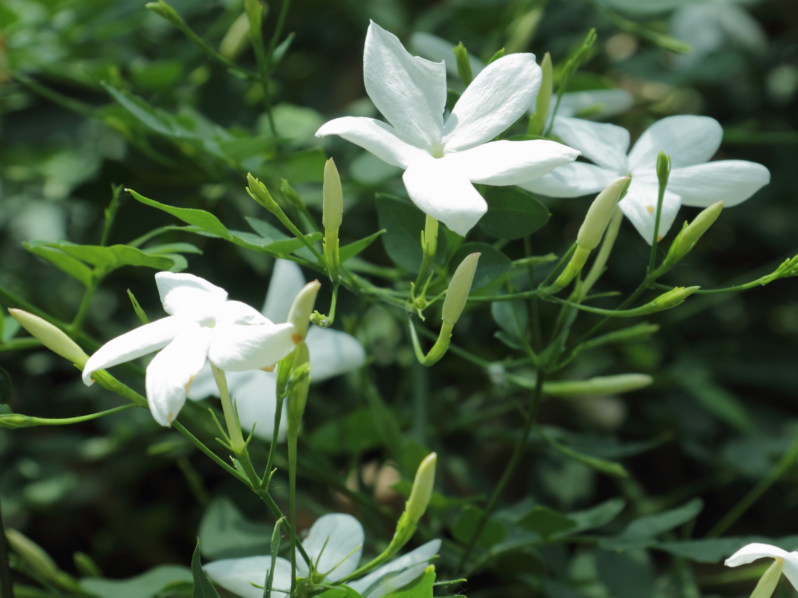 Jasminum_officinale-IMG_3470